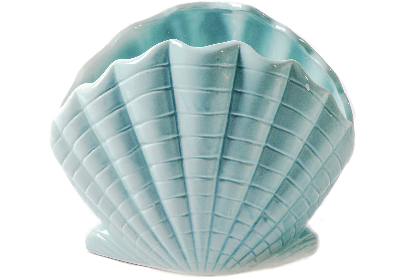 Cerina Open Seashell Decor